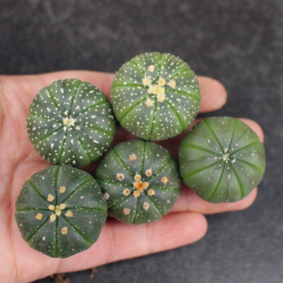 5pcs 3-4cm Cactus Succulent Plants Astrophytum Asterias Garden Beautiful Plants