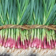 500pcs Garlic Sprouts Seeds, Red Scallion Seeds,  Sprouted Garlic SEEDS 红根蒜苗