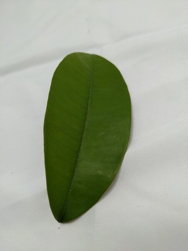 Star Apple (Chrysophyllum cainito) Fruit Tree Plant - Picture 8 of 8