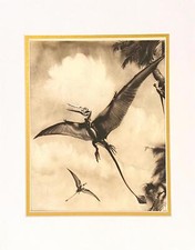 NEW 11x14" MAT Prehistoric Flying Reptile RHAMPHORHYNCHUS Sepia Burian 1963 VF