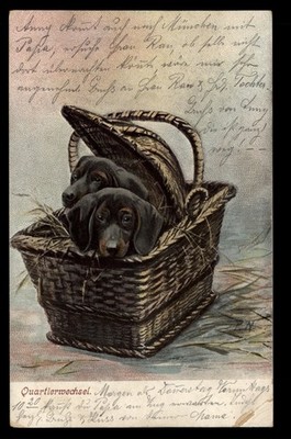 QUARTIERWECHSEL * Zwei DACKEL im Korb, Teckel Dachshund * col.-AK, gel. 1903