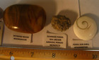 12 FOSSILS 4.6in MEGALODON 2in DINOSAUR SEA URCHIN 1.4in OTODUS S CAROLINA #246 — photo 5