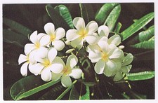 Postcard Plumeria Oahu Hawaii