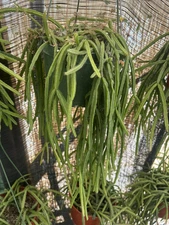 Rhipsalis Baccifera  exotic epiphytic jungle cactus 6 inch pot full 