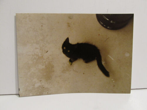 1980S VINTAGE FOUND PHOTOGRAPH COLOR ORIGINAL ART OLD PHOTO BLACK CAT KITTEN PIC - Picture 1 of 4