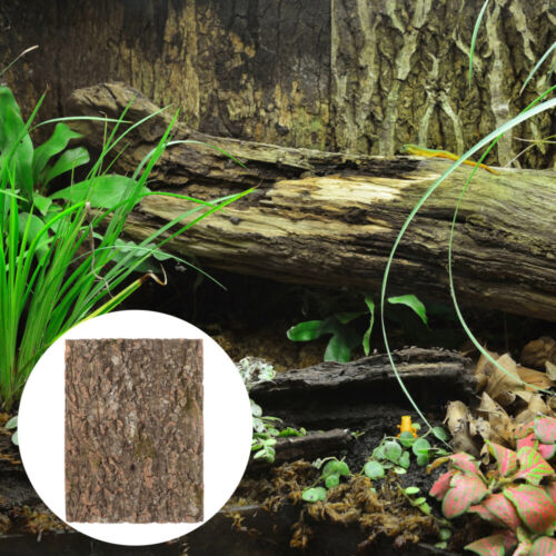 Habitat pour reptile reptile verre reptile décoration remise reptile amis photo
