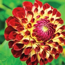 1 - JOWEY JOSHUA Decorative Ball Dahlia Bulb Tuber Clump * SHOWY IN THE GARDEN