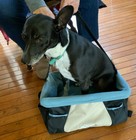 NIB Rover Dog Booster Seat by Kurgo Up To 30 Lbs. Free Shipping — photo 3