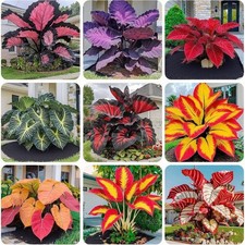 Hosta Seeds for Planting, 299 Mixed Color Perennial Seed, Mix
