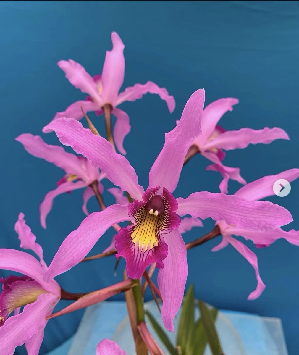 Laelia Orchids for sale | eBay