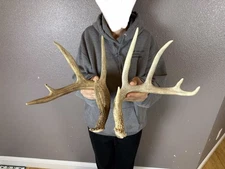 Two 5pt Whitetail Deer Antlers Sheds WILD IDAHO Horns Rustic Decor