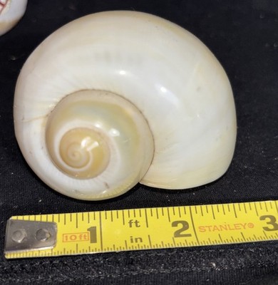 Large Natural Seashell Snail Shell 2.5 + Nautical Home Decor Tanks Crafts