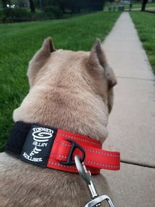 red tactical dog collar