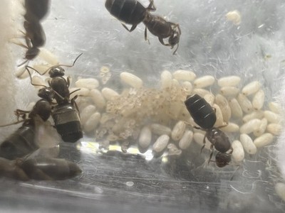 Queen Ant - Brachymyrmex Patagonicus - Live Feeder Insect
