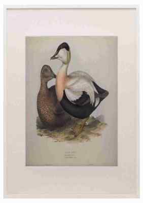 Gould Europe 1837 Eider Duck A3 A4 Framed Print Picture