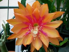Epiphyllum " SPANISH GOLD " Cutting
