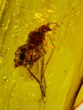 Fossil amber Insect burmite Burmese Cretaceous Mosquito Insect Myanmar