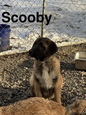 Large Anatolian Shepherd Dogs