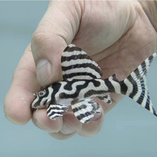 Rare Live Percula L236 Super White Pleco 3 4cm Ultra Rare Ukraine-Bred