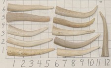 11 Deer/Elk Antler Tines Tips Crafts