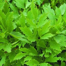 Lovage Seeds 200 Common Herb HEIRLOOM PERENNIAL NON-GMO US SELLER FREE SHIPPING