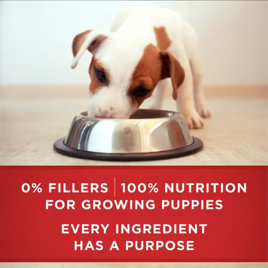 Purina ONE Classic Ground Healthy Puppy Lamb Rice Wet Dog Food 13oz Case of 12