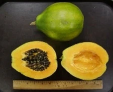 Rare Waimanalo X-77 (Kamia) papaya- 50 seeds