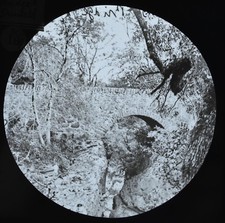Magic Lantern Slide Photo Scotland Rumbling Bridge Dunkeld