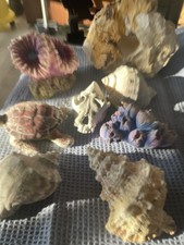 Aquarium Deko Gebraucht. Die Muscheln Sind Echt…