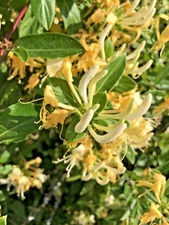 7 Yellow & White  Honeysuckle Live Vines Starter Plants with Roots Fragrant!!