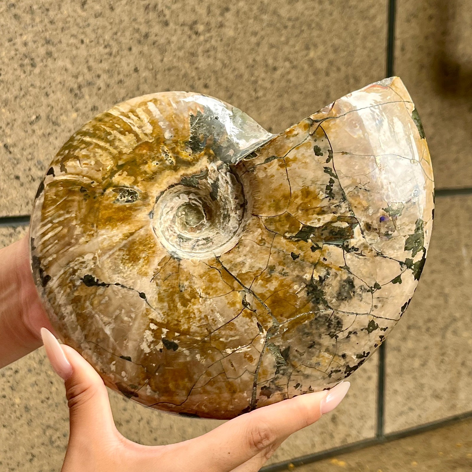 4.2 lb  Polished Ammonite Fossil Specimen Reiki Healing Meditation Decor