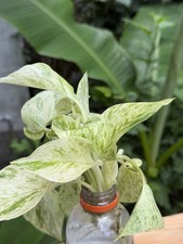 Snow White Pothos new (SALE TODAY )More White Than Ever