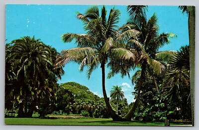 Cocos Nucifera (Coconut Palm) Miami Florida c1960 Vintage Postcard
