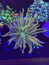 Indo Grail  Torch single WYSIWYG Live coral frag Lps Sps