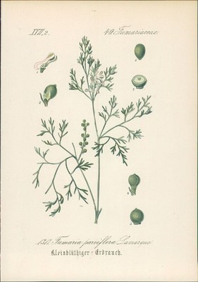 Chromolithographie : Kleinblütiger Erdrauch. Fumaria parviflora Lamarque. Fumari