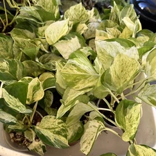 Manjula Pothos Rooted