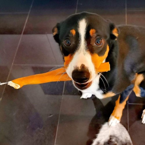 Rinder-Kopfhaut 30cm Premium - Kauartikel - Hunde-Kausnacks - Leckerli - Bild 2 von 17