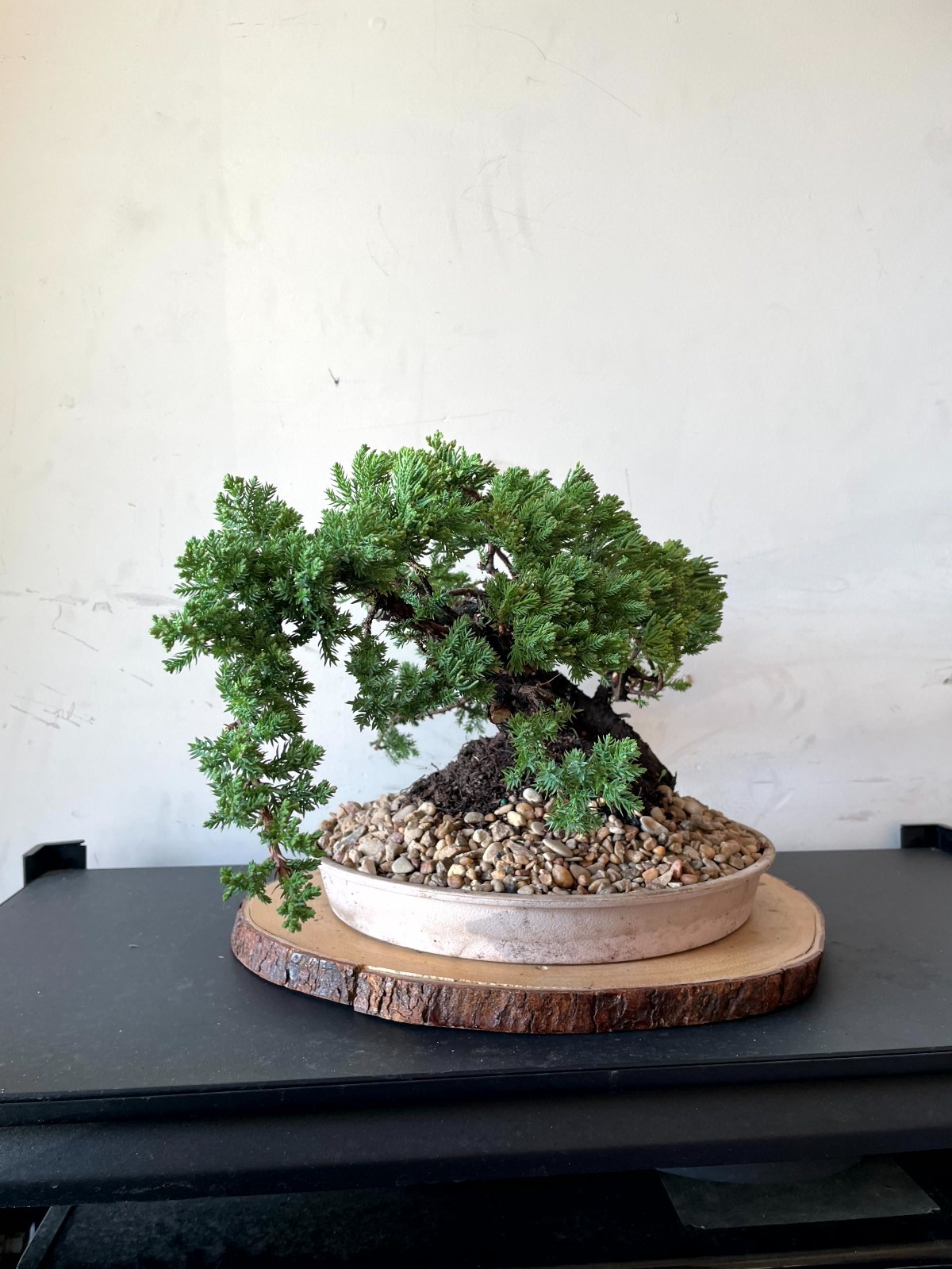 PREMIUM! Fantastic Procumbens Nana Juniper Pre-Bonsai, 25 Years, GREAT TRUNK