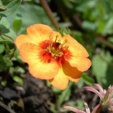 Cinquefoil plug plants potentilla tonguei trailing flower perennial, pack of