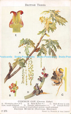 R172431 Britische Bäume. Gemeinsame Eiche. Quercus Robur. British Museum. Naturhistorisch