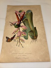 1843 Jardin Des Plantes-French-Botany, Hummingbird -Butterfly-Color Plate-VG+