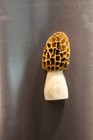 Carved Yellow Morel Mushroom FRIG MAGNET  from a Shed Whitetail  Antler Point — photo 1