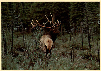 Motivkarte TIERE: Tier Motiv Elch BULL ELK USA Amerika Postcard with Animal