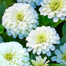 POLAR BEAR ZINNIA SEEDS 200+ ANNUAL white FLOWER garden ZINNIA ELEGANS