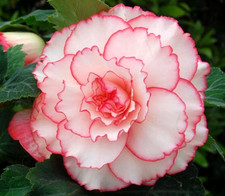 ×6 LRG Begonia Sun Dancer Picotee Plug Plants - Trailing Basket Flowers PRE SALE