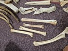 Various Animal Bones Large Lot — photo 6