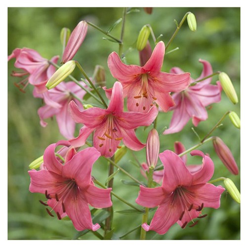 Lilienzwiebeln Sets bunte Blumenzwiebeln Lilium Zwiebeln Knollen Lilien Blüte - Bild 23 von 89