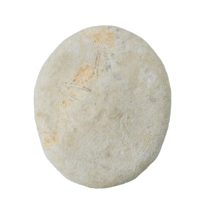 Echinoid Fossil Peronella ricta  Nanga Western  Australia (EA9301) Shark bay