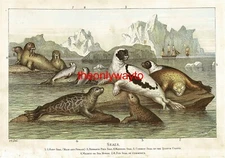 Seals, 7 Species, Book Illustration (Print), 1903