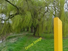 Photo 6x4 Willow trees along the River Wreake Syston/SK6211  c2014